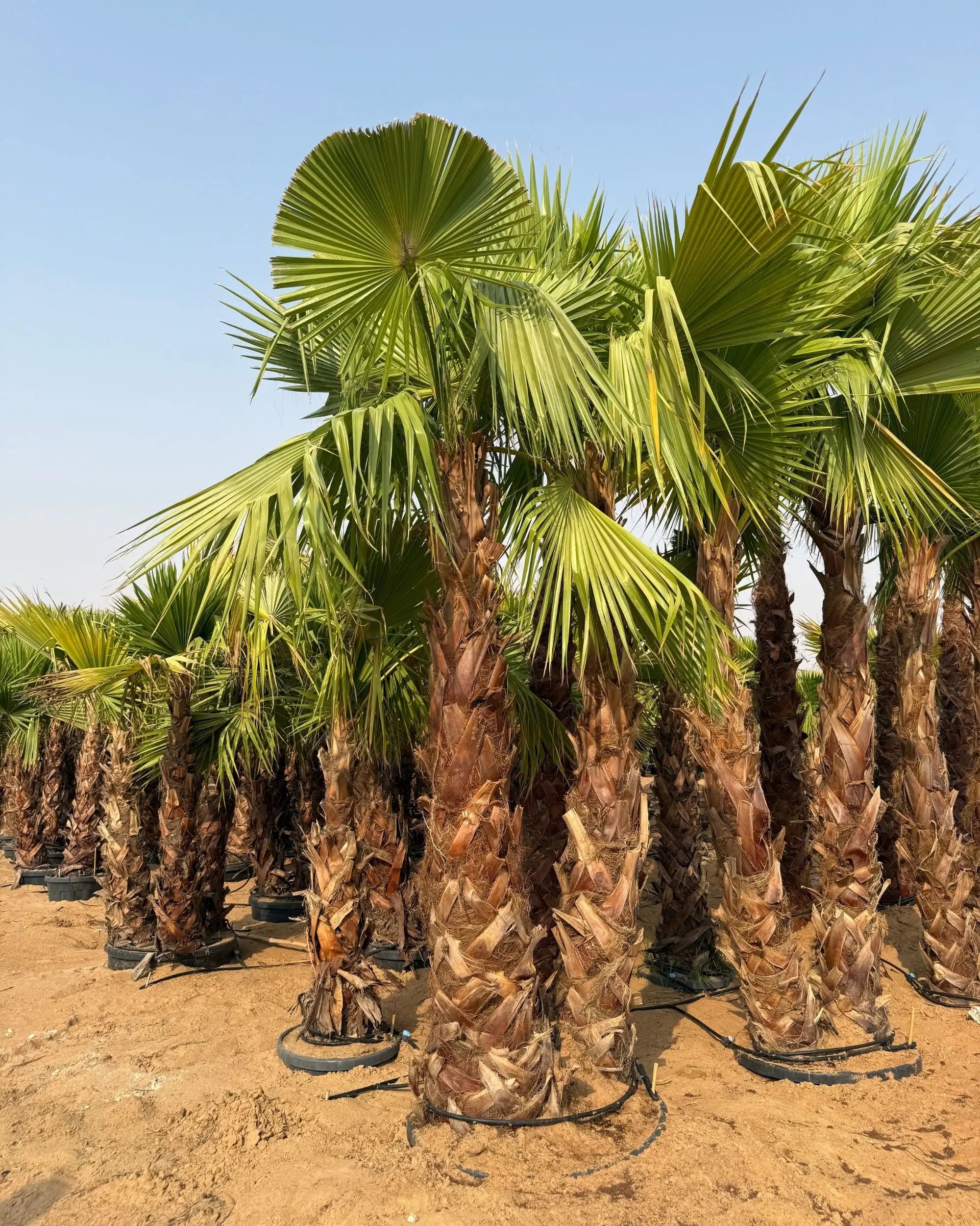 Egyptian Washingtonia Palm Tree | Washingtonia Robusta | Mexican Fan Palm
