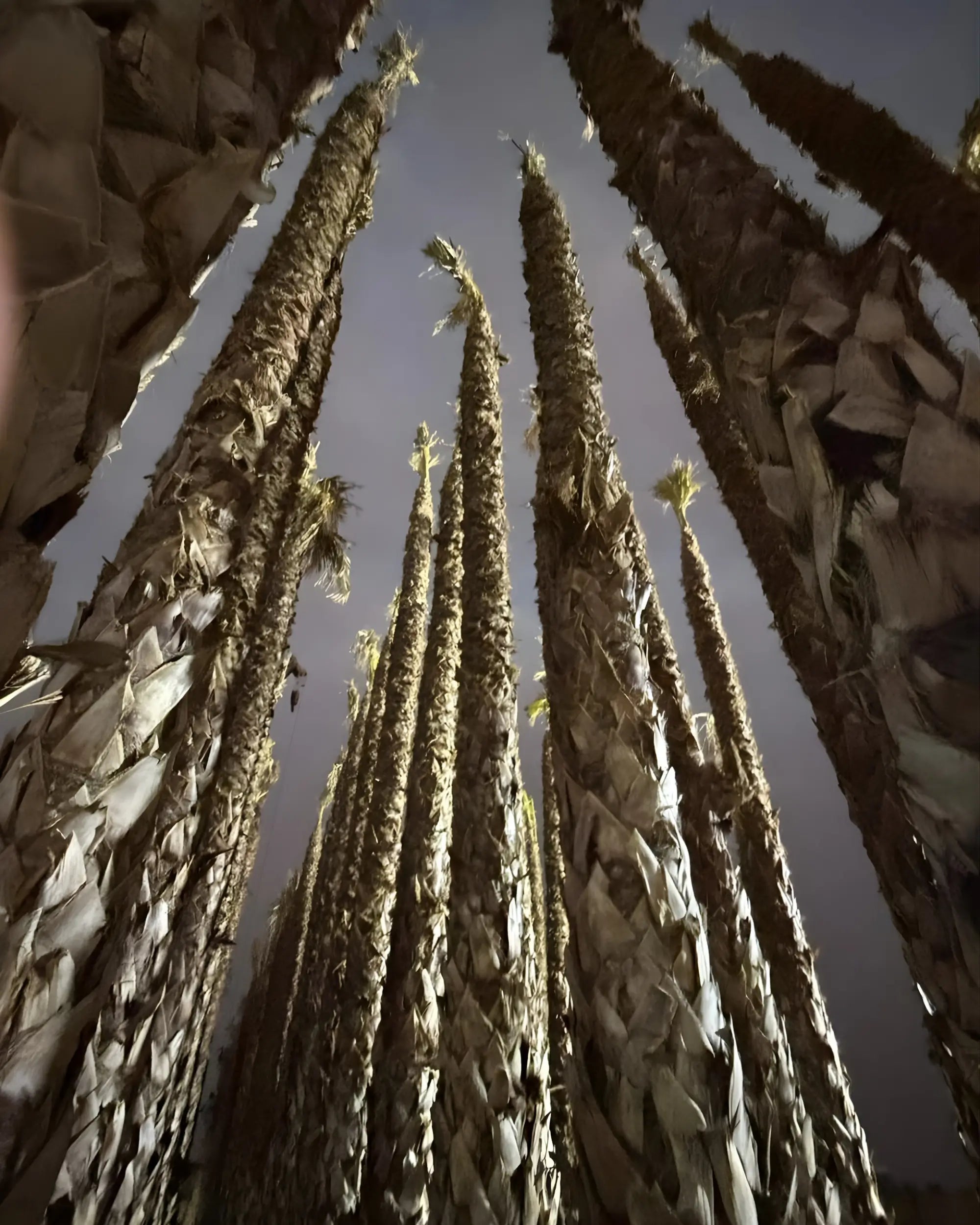 Spanish Washingtonia Palm Tree Tall Size | Washingtonia Robusta | Mexican Fan Palm