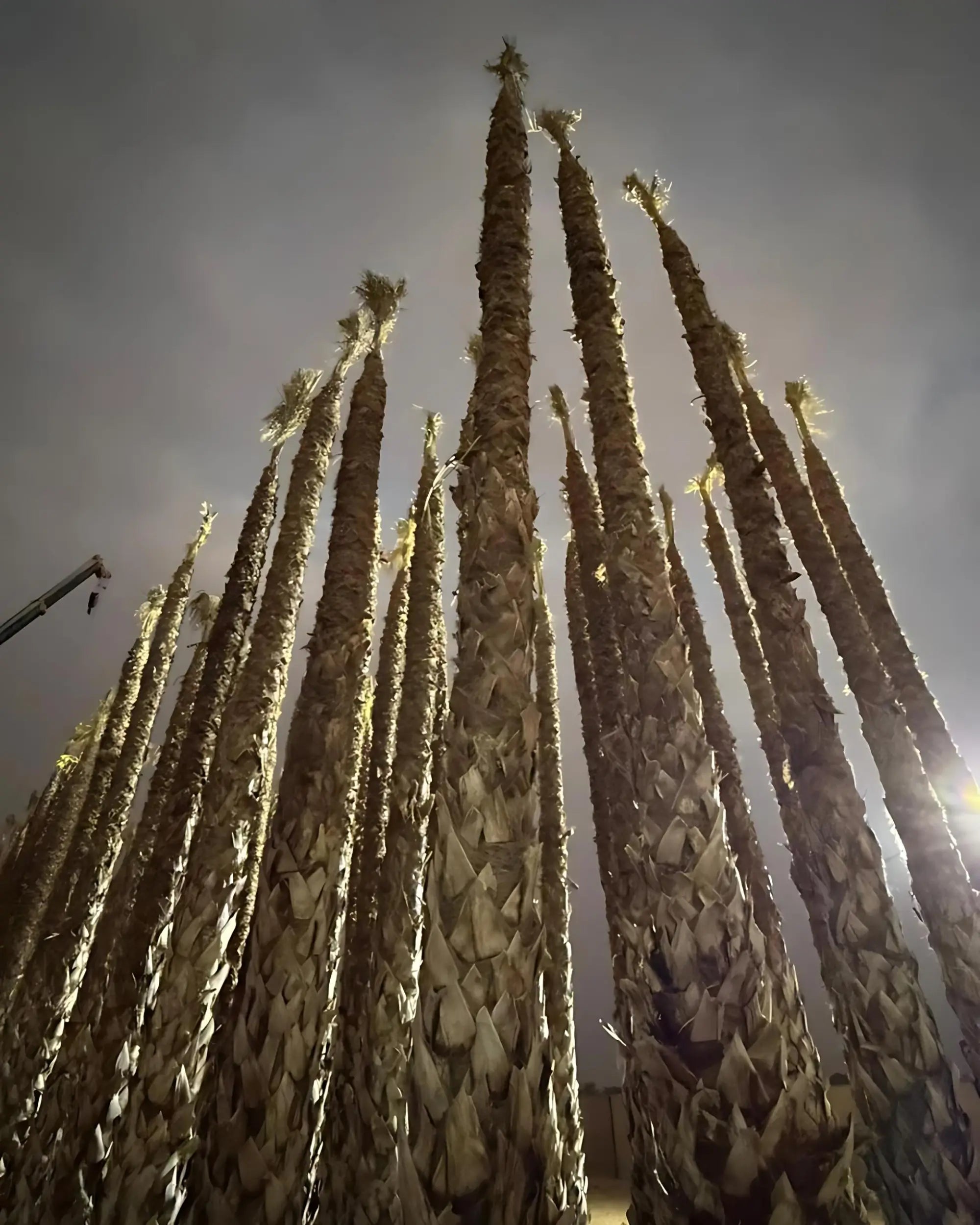 Spanish Washingtonia Palm Tree Tall Size | Washingtonia Robusta | Mexican Fan Palm