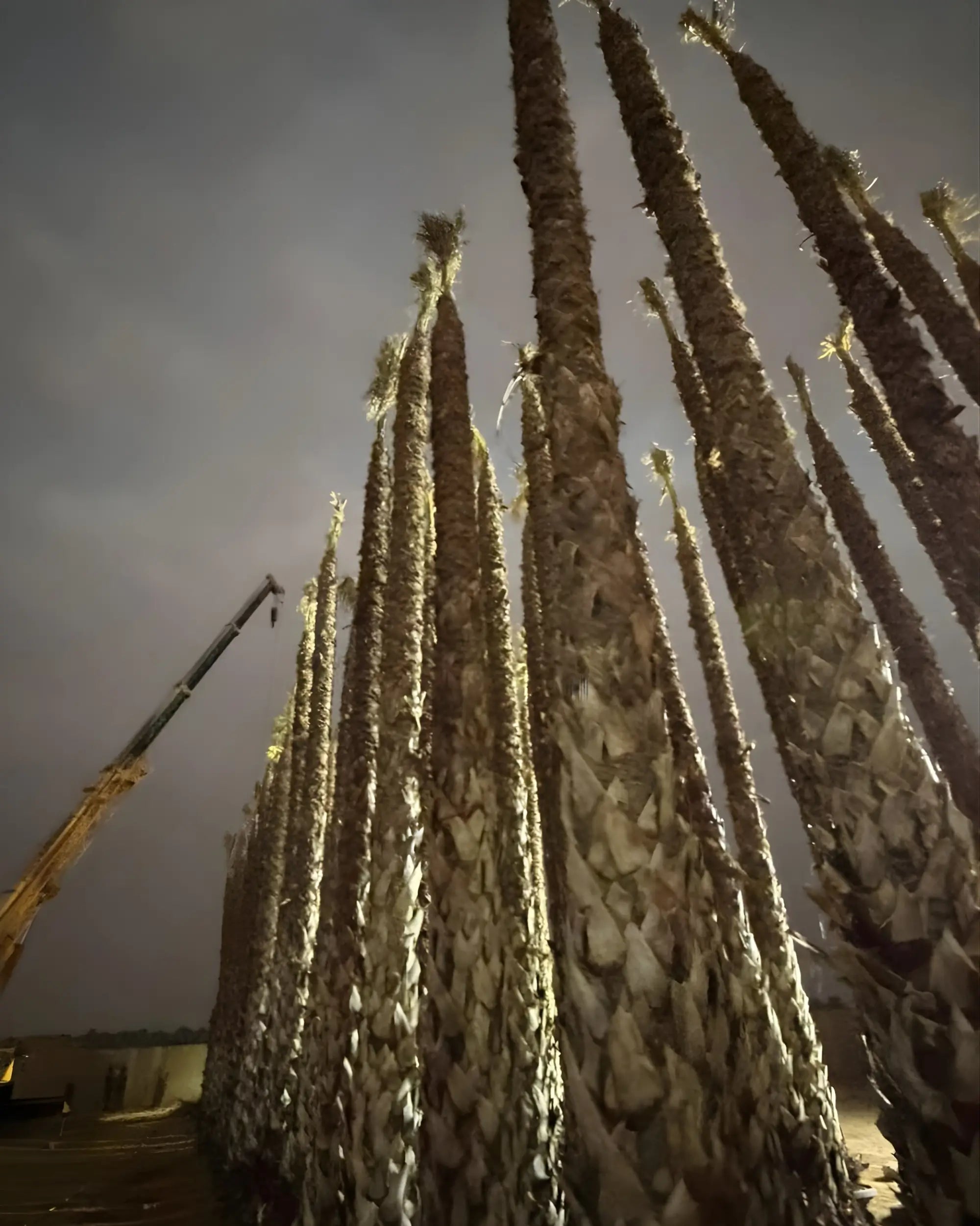 Spanish Washingtonia Palm Tree Tall Size | Washingtonia Robusta | Mexican Fan Palm