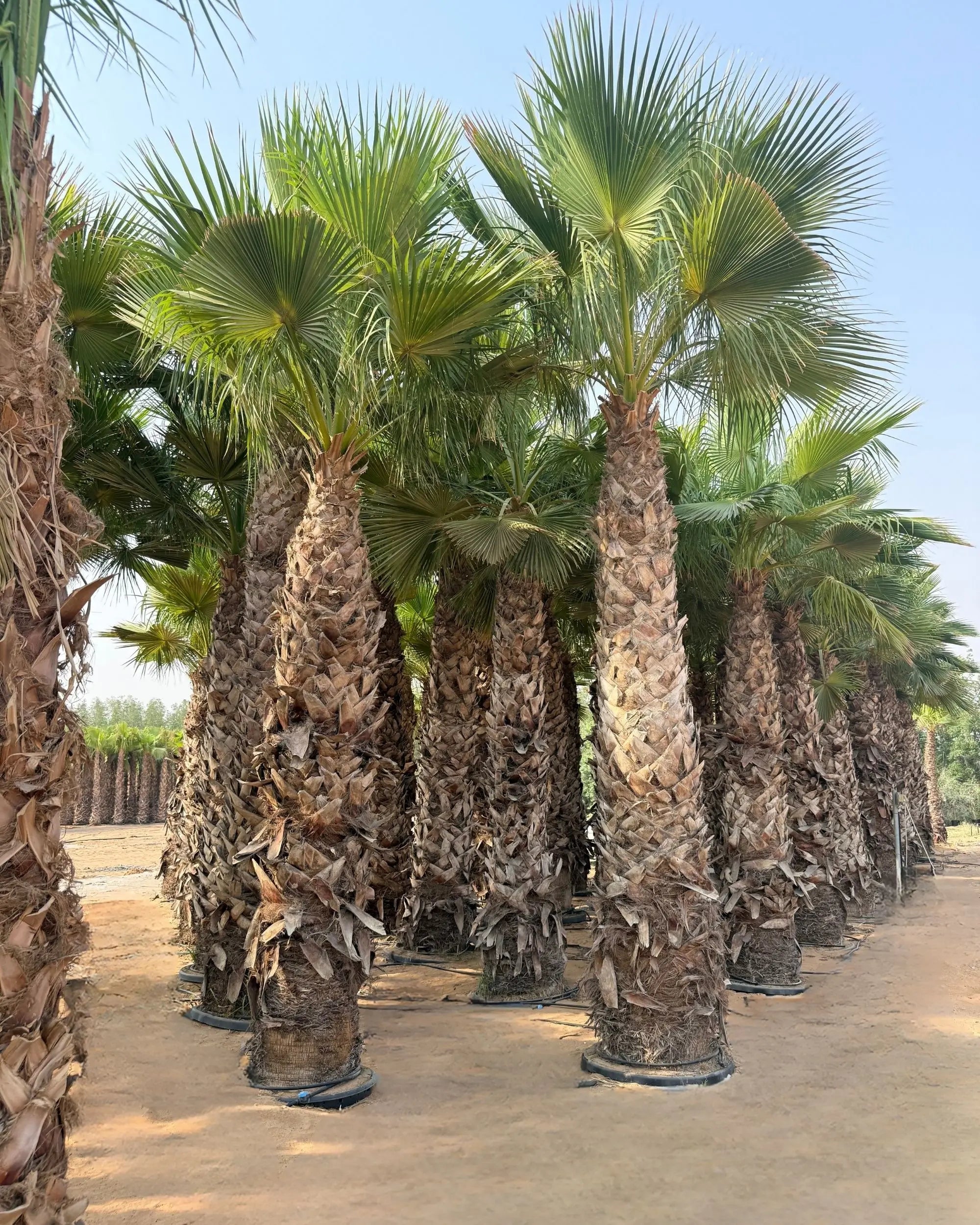 Spanish Washingtonia Palm Tree | Washingtonia Robusta | Mexican Fan Palm