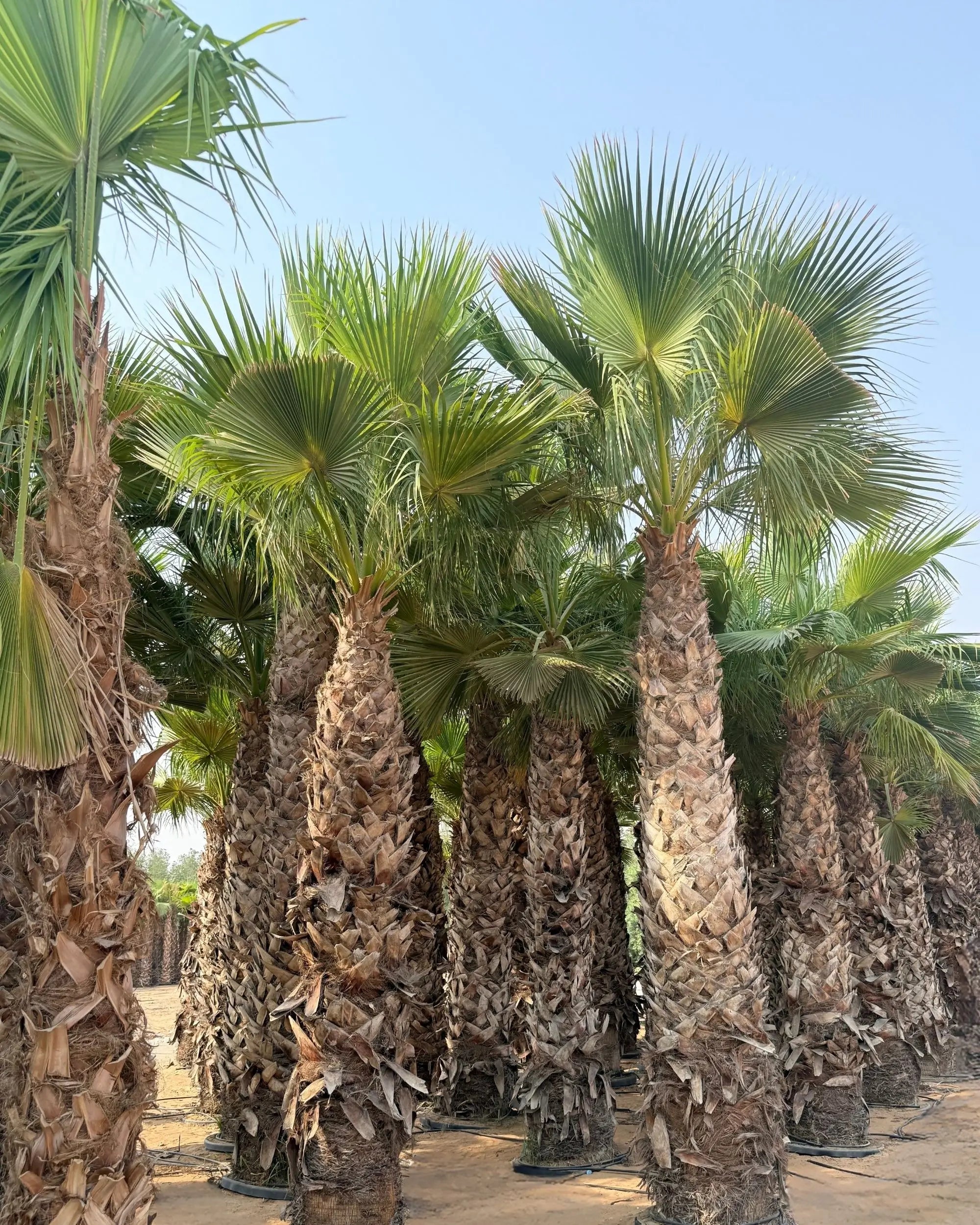 Spanish Washingtonia Palm Tree | Washingtonia Robusta | Mexican Fan Palm