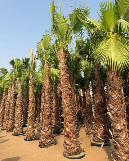 Egyptian Washingtonia Palm Tree | Washingtonia Robusta |  Mexican Fan Palm