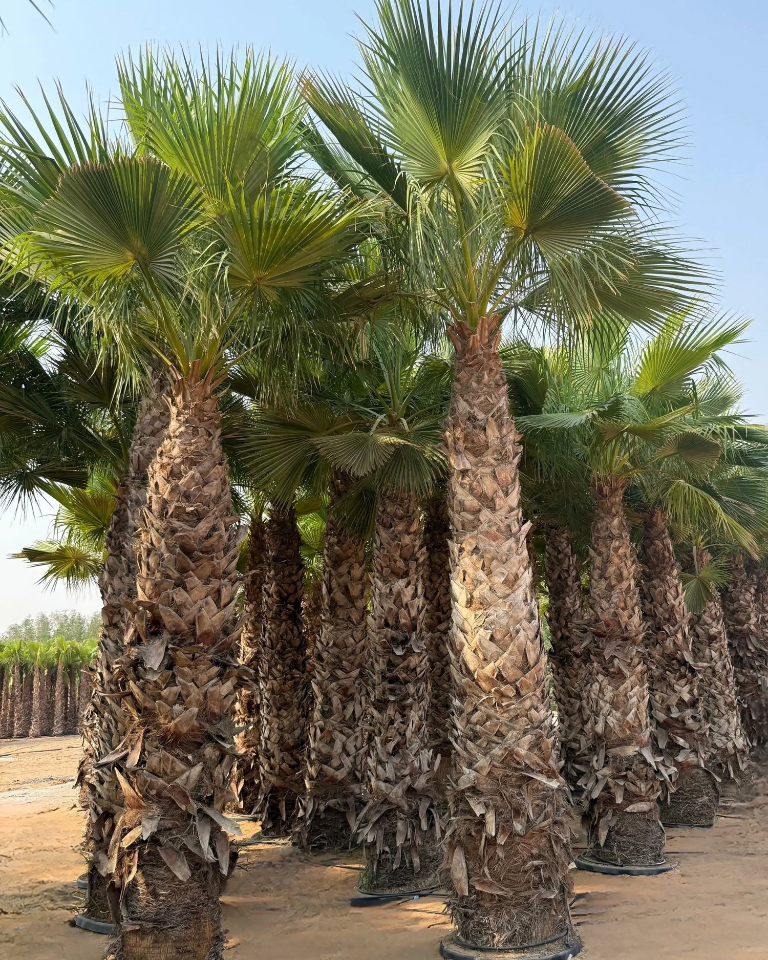 mexican palm plant Spanish Washingtonia Palm Tree Tall Size | Washingtonia Robusta