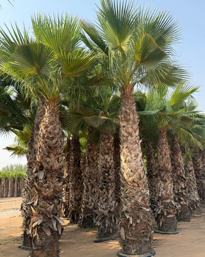 Spanish Washingtonia Palm Tree | Washingtonia Robusta |  Mexican Fan Palm