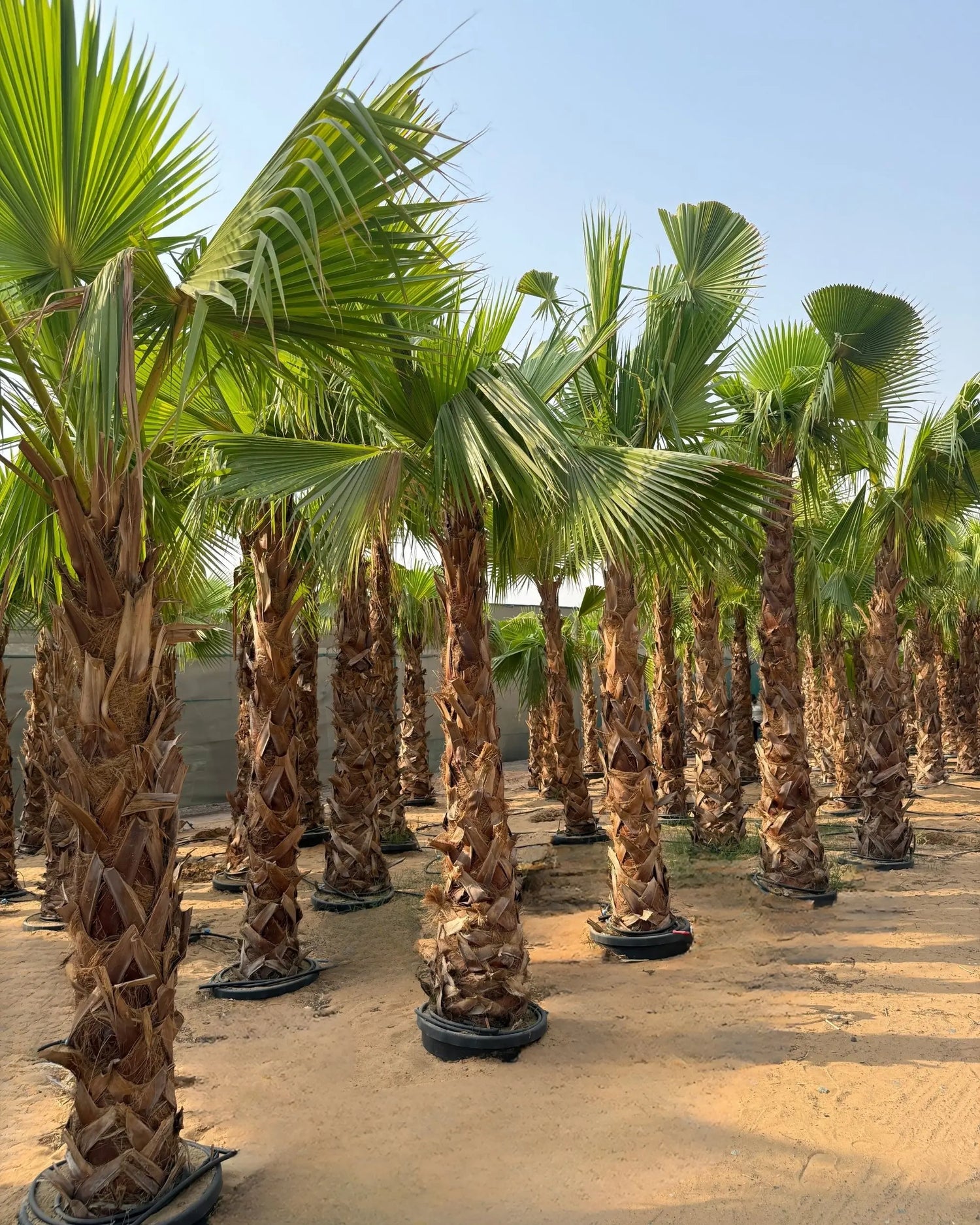 Egyptian Washingtonia Palm Tree | Washingtonia Robusta |  Mexican Fan Palm