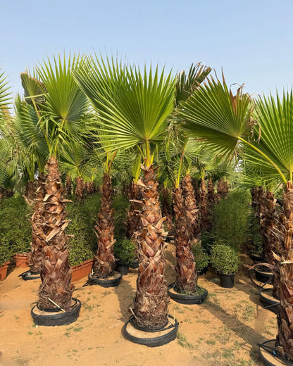 Egyptian Washingtonia Palm Tree | Washingtonia Robusta |  Mexican Fan Palm