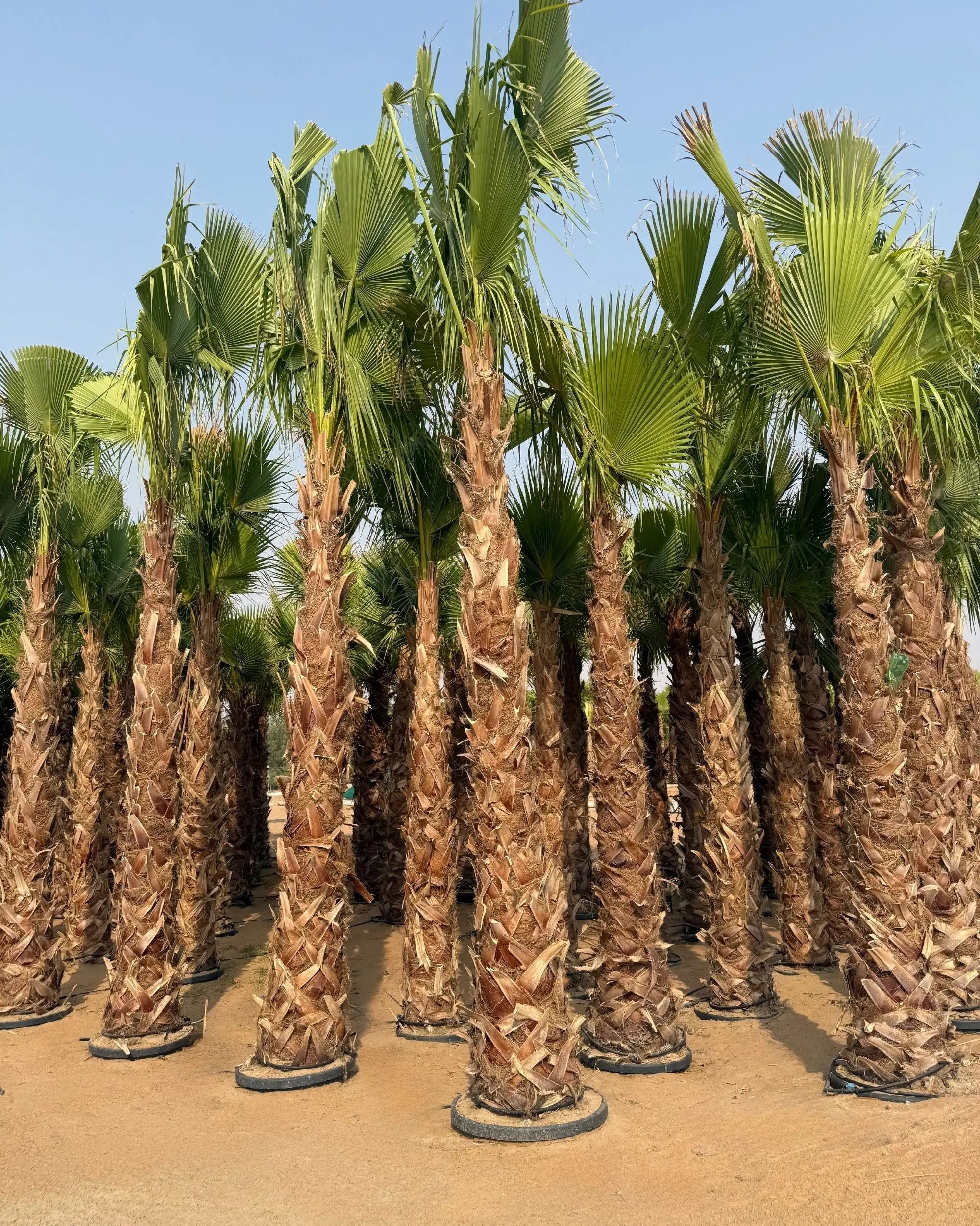 Egyptian Washingtonia Palm Tree | Washingtonia Robusta |  Mexican Fan Palm