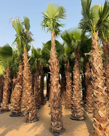 Egyptian Washingtonia Palm Tree | Washingtonia Robusta |  Mexican Fan Palm
