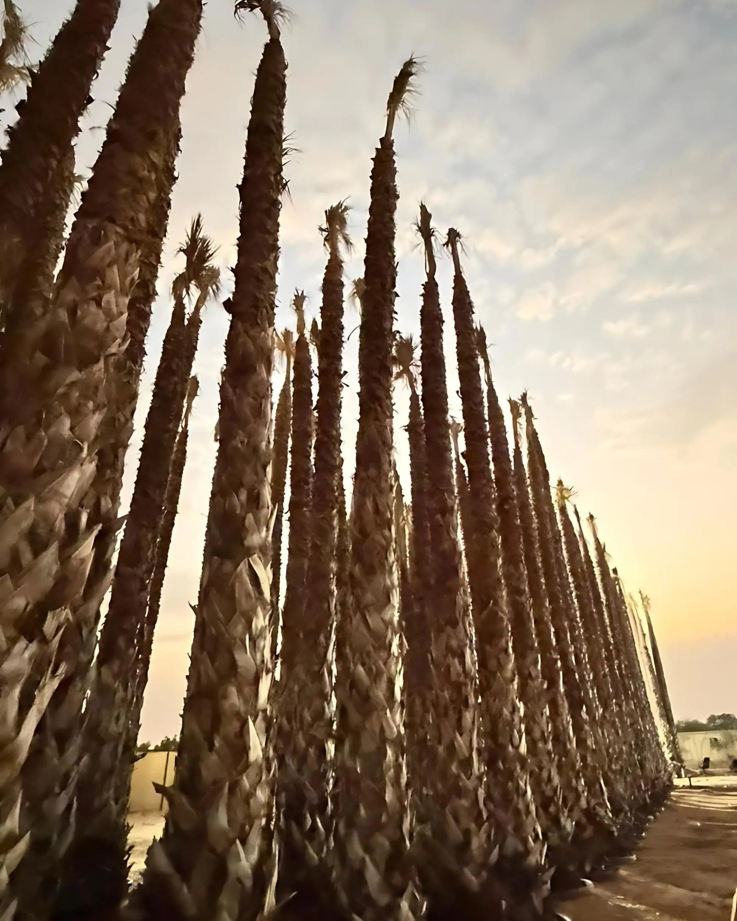 Spanish Washingtonia Palm Tree Tall Size | Washingtonia Robusta |  Mexican Fan Palm