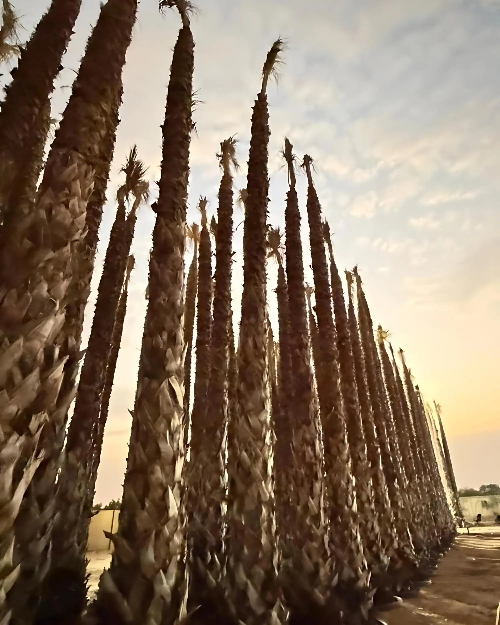 Spanish Washingtonia Palm Tree Tall Size | Washingtonia Robusta |  Mexican Fan Palm