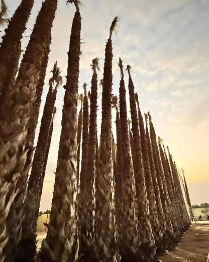 Spanish Washingtonia Palm Tree Tall Size | Washingtonia Robusta |  Mexican Fan Palm