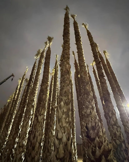 Spanish Washingtonia Palm Tree Tall Size | Washingtonia Robusta |  Mexican Fan Palm