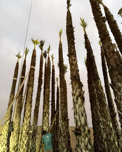 Spanish Washingtonia Palm Tree Tall Size | Washingtonia Robusta |  Mexican Fan Palm