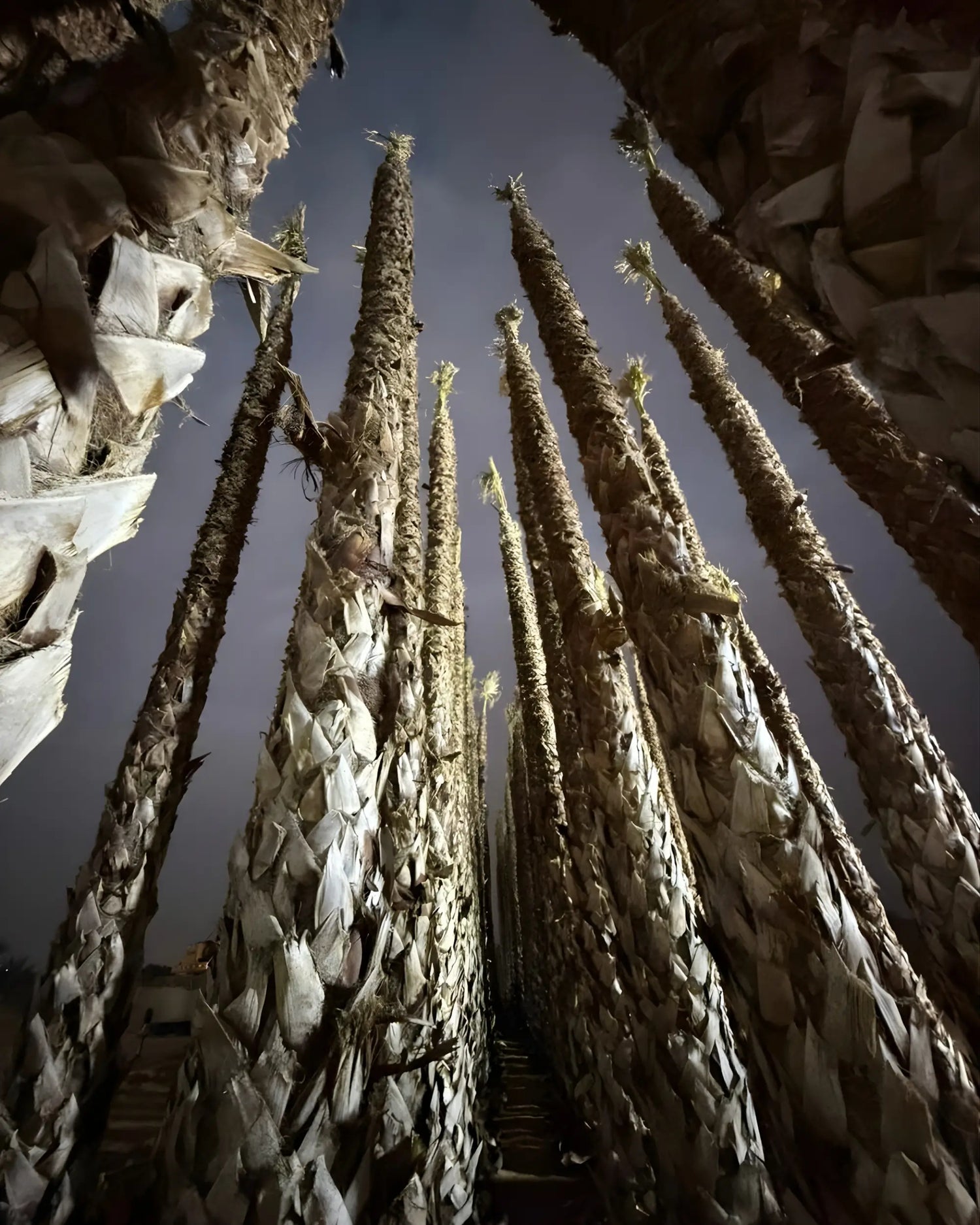 Spanish Washingtonia Palm Tree Tall Size | Washingtonia Robusta |  Mexican Fan Palm