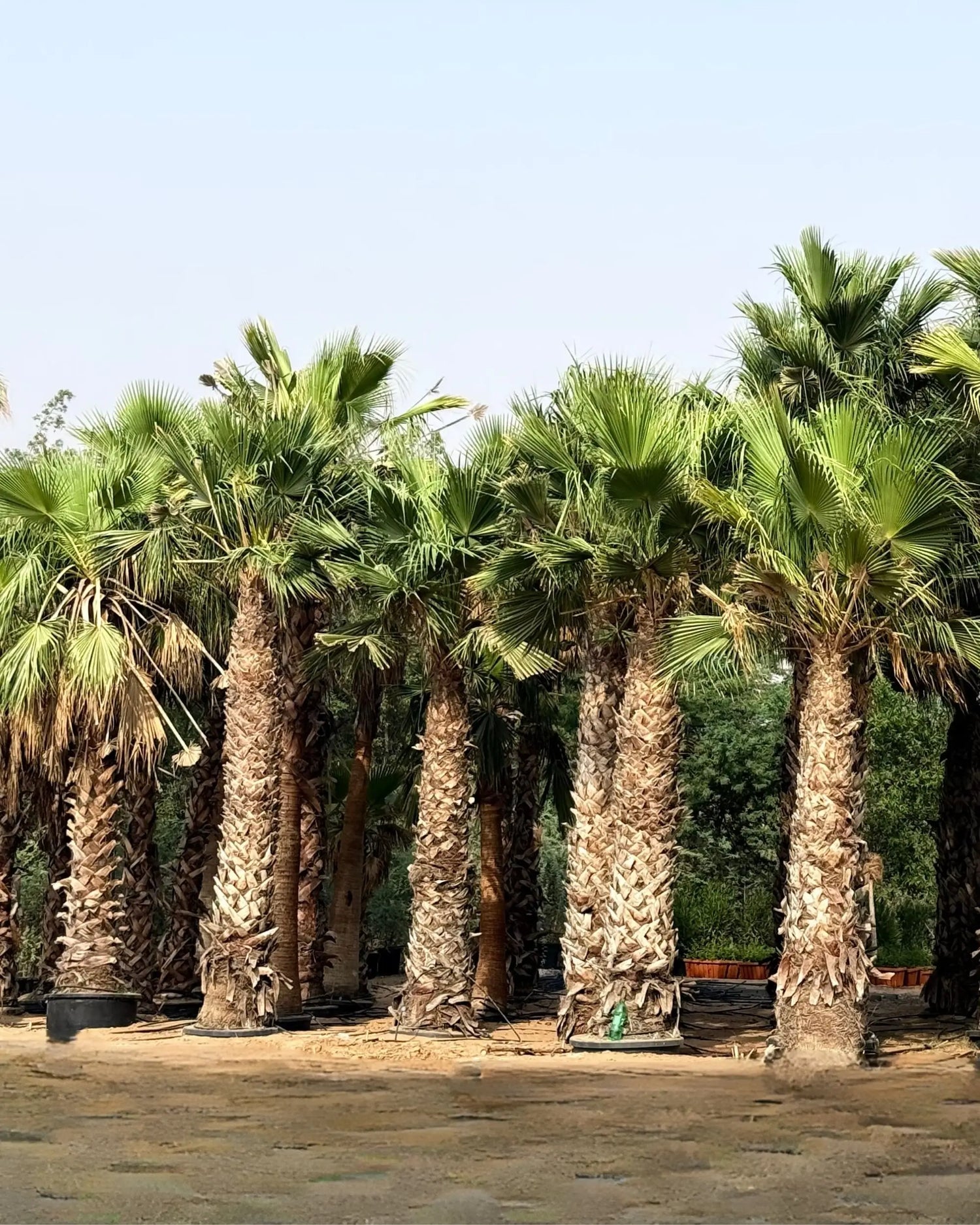 Spanish Washingtonia Palm Tree | Washingtonia Robusta |  Mexican Fan Palm