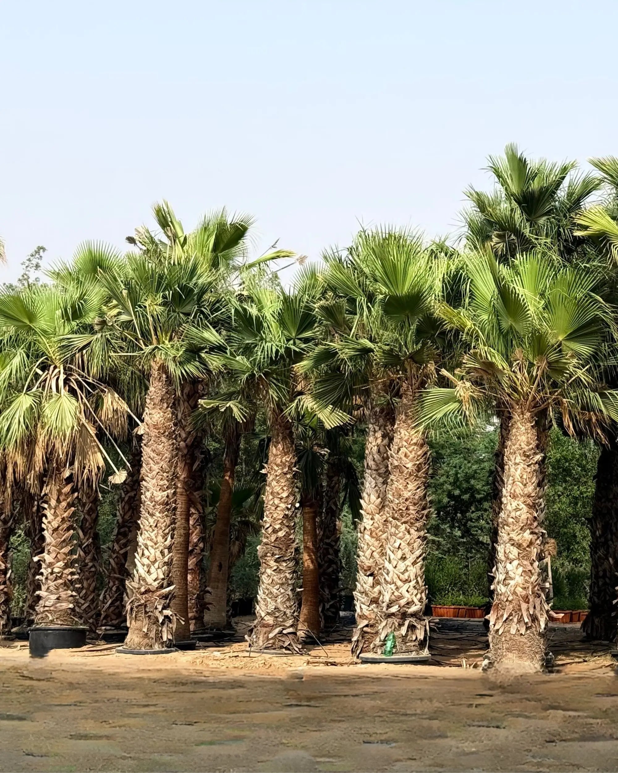 Spanish Washingtonia Palm Tree | Washingtonia Robusta |  Mexican Fan Palm