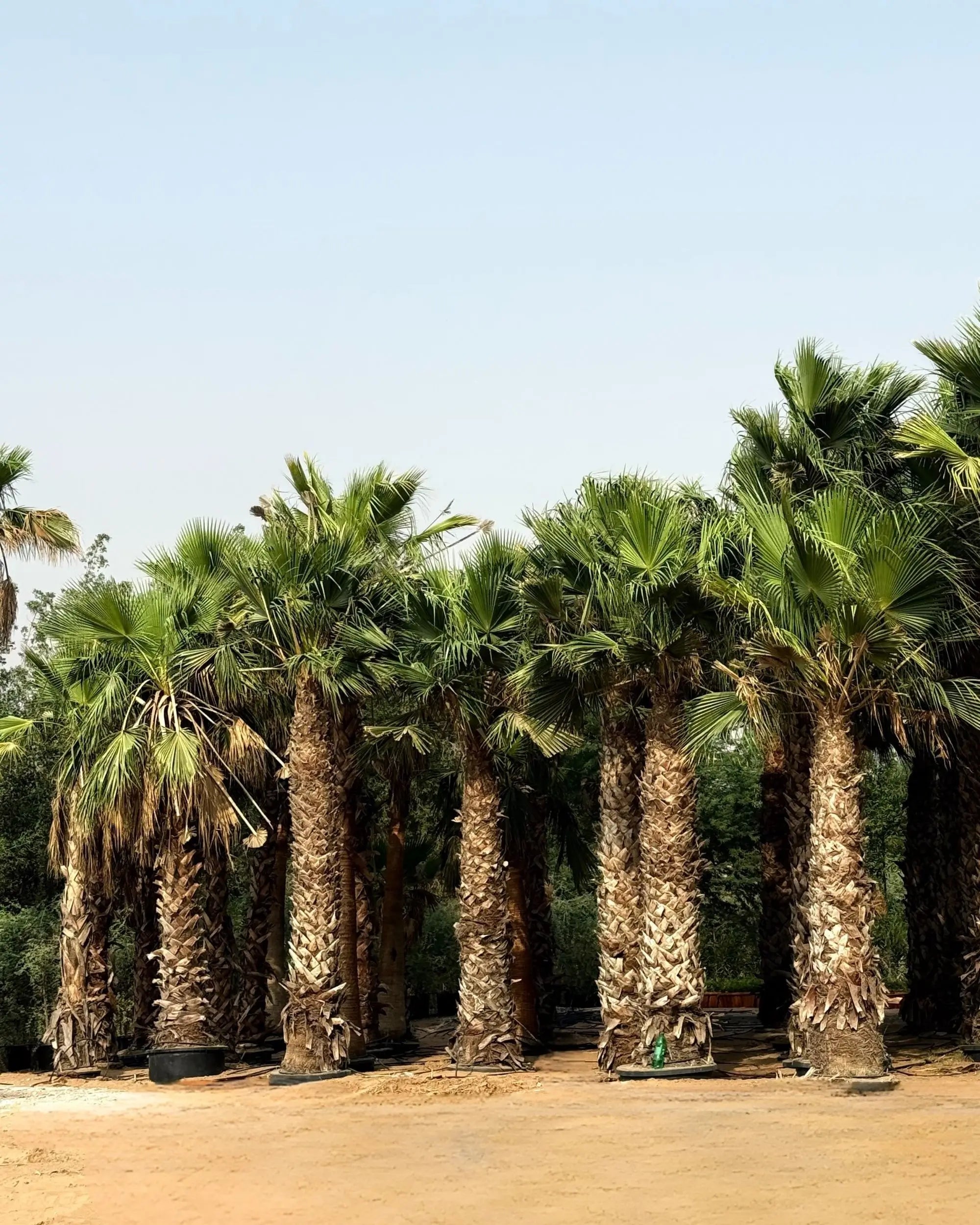 Spanish Washingtonia Palm Tree | Washingtonia Robusta |  Mexican Fan Palm