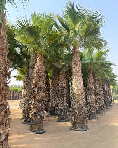 Spanish Washingtonia Palm Tree | Washingtonia Robusta |  Mexican Fan Palm